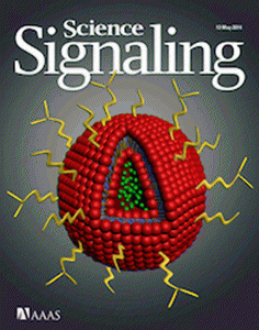 Decorative journal image. Morton et al. developed a dual-drug, time-delayed nanoparticle delivery system for treating cancer. The nanoparticles contained two drugs (one in the membrane and one in the center) and were coated to target the nanoparticles to cancer cells. Cancer cells took up the nanoparticles. The first drug quickly escaped the nanoparticle, sensitizing the cells to the second drug, which escaped more slowly. In mice, tumors from cells that respond to the first drug were reduced when the mice were treated with the dual-drug nanoparticles, but the tumors continued to grow in mice receiving only single-drug therapy. This time-delayed, nanoparticle-mediated drug delivery may avoid the resistance that cancer cells develop to chemotherapy.